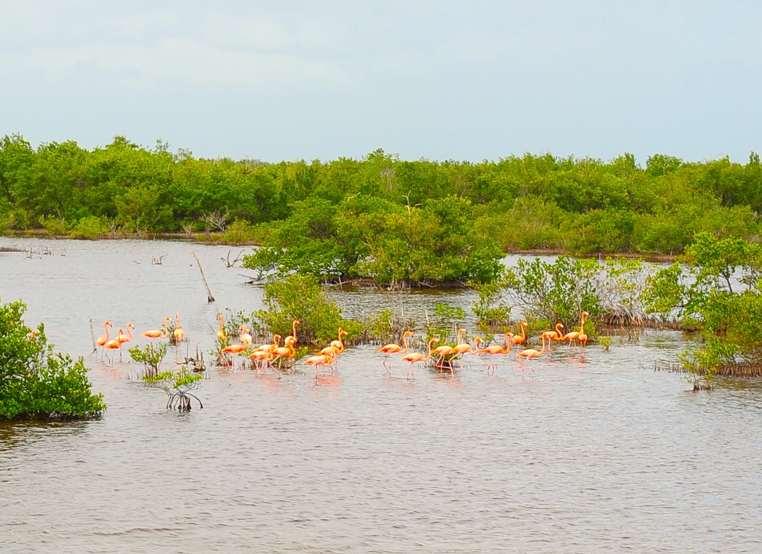 UA Researcher Studies Cuba’s Coastal Forests in Anticipation of Tourism Increase