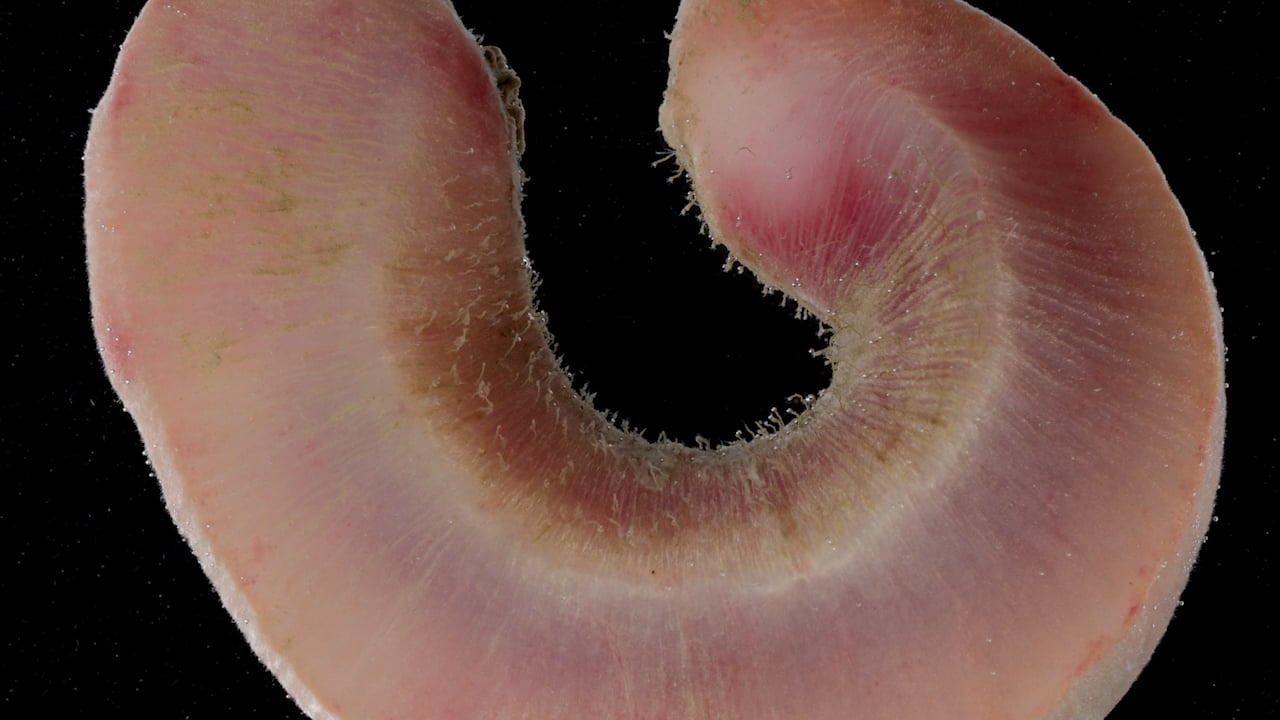 UA Scientist Finds New Species on Ocean Floor
