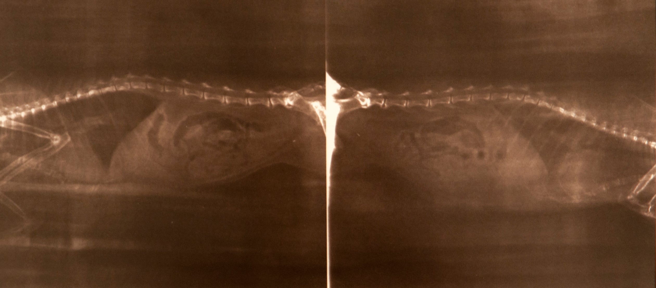 "Ridge Line," Pamela Venz. Van Dyke print on paper 20" x 32"