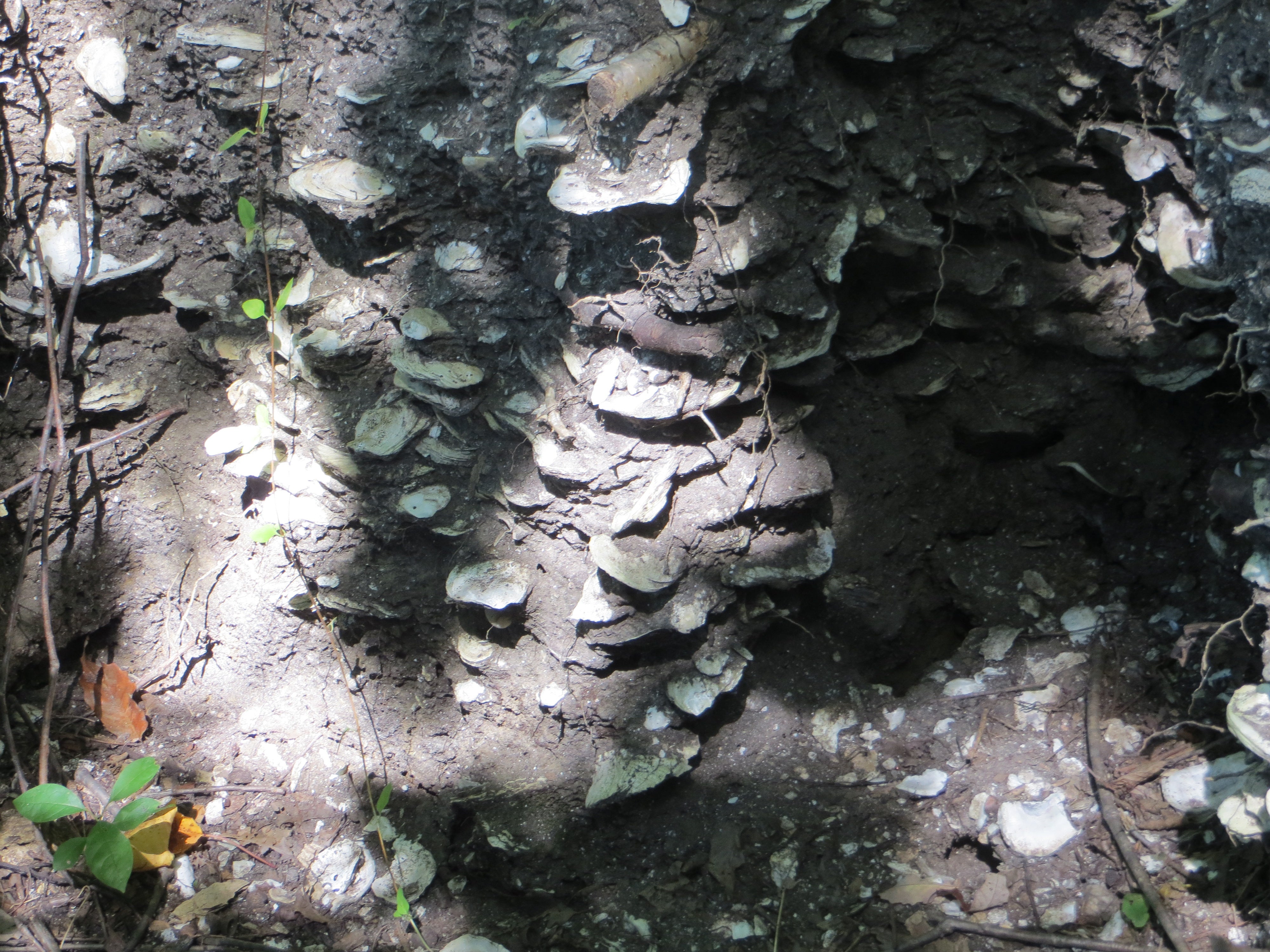 Chesapeake Bay Pollution Extends to Early 19th Century, UA Study Confirms