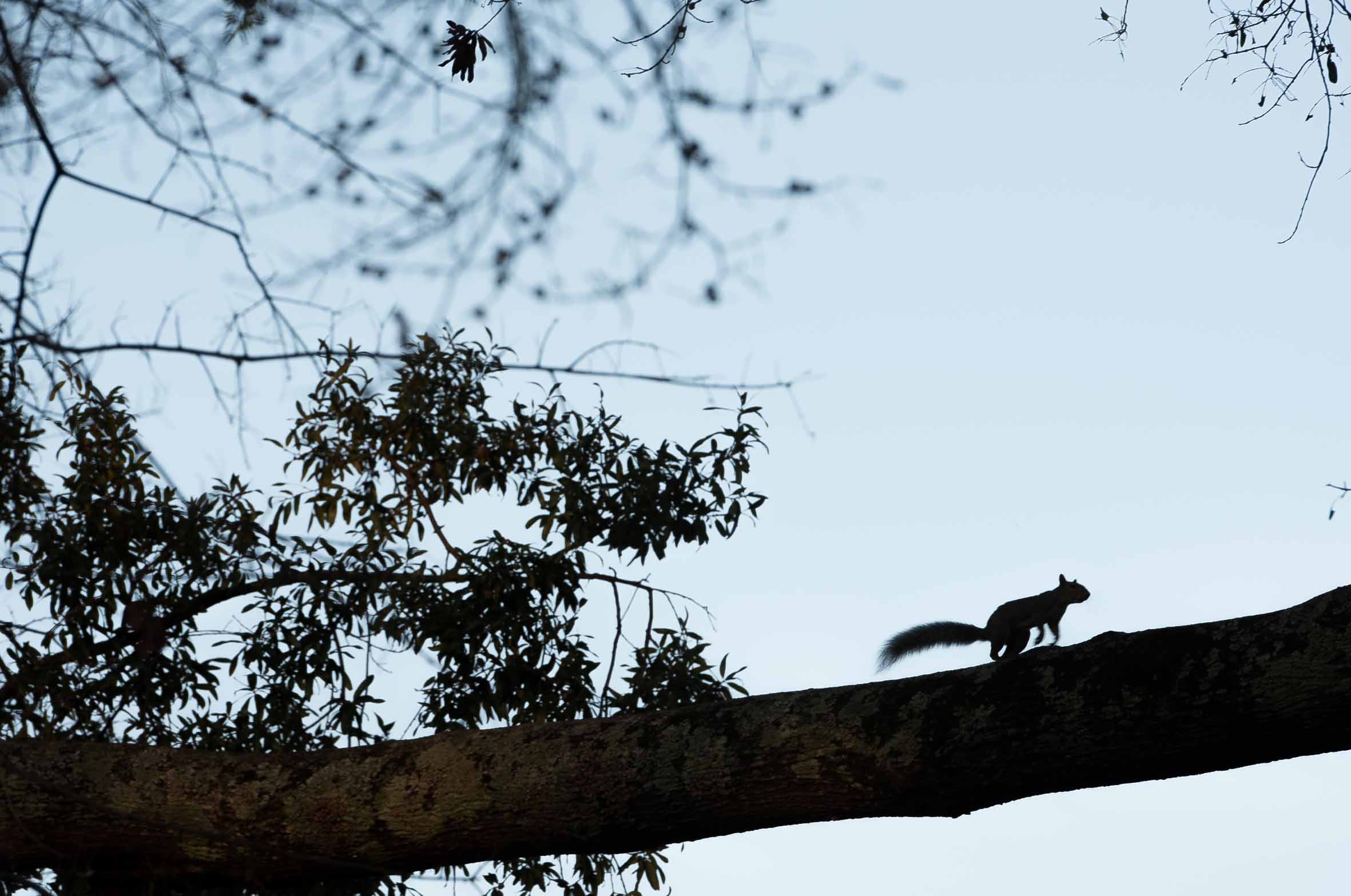 Guide to the Capstone Squirrel