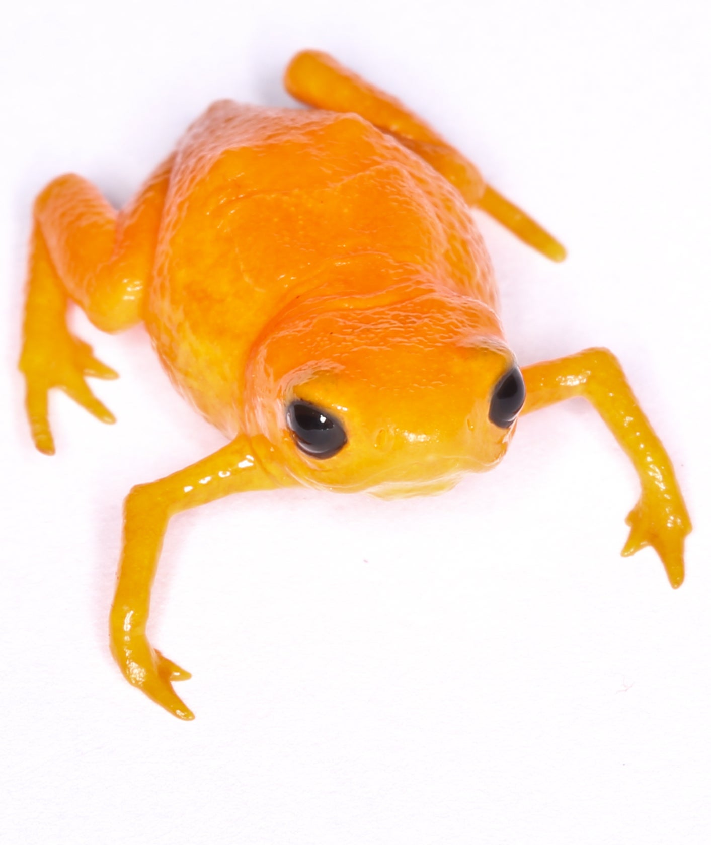 Disease Afflicting Frogs Becoming Deadlier